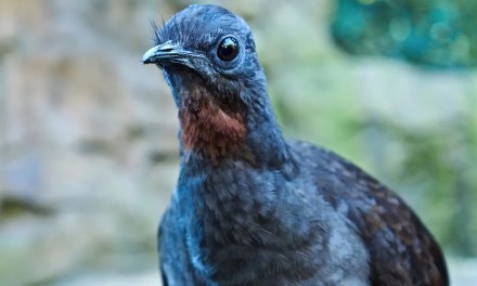 Lyrebirds farm their own food – and shape entire forests