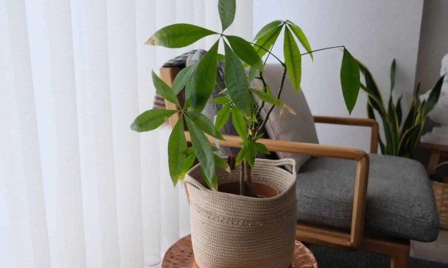 10 Plants That Will Bring Good Luck and Wealth Into Your Home