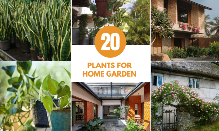 20 Types of Plants for Home Garden to Transform Your Space
