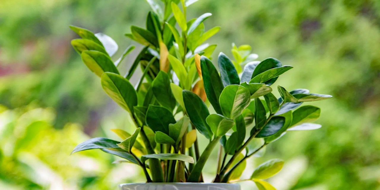 ZZ plant benefits: Why this tough beauty belongs in your home