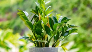 ZZ plant benefits: Why this tough beauty belongs in your home 1