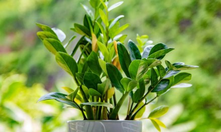 ZZ plant benefits: Why this tough beauty belongs in your home