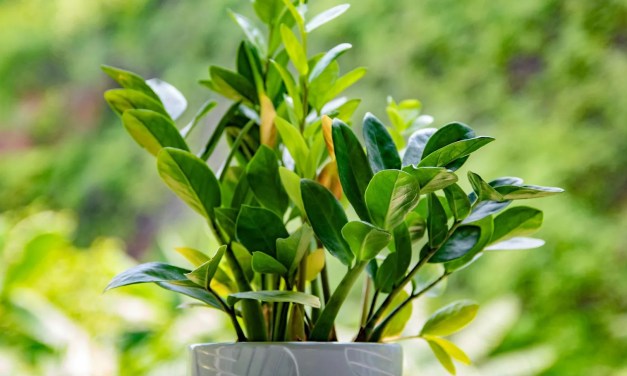 ZZ plant benefits: Why this tough beauty belongs in your home