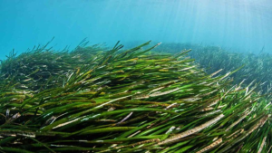 World Seagrass Day 2025: Significance, History, and Conservation Efforts 1