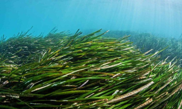 World Seagrass Day 2025: Significance, History, and Conservation Efforts