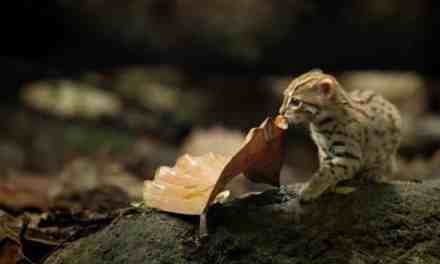 World’s Smallest Wild Cat Caught on Camera for the First Time in India