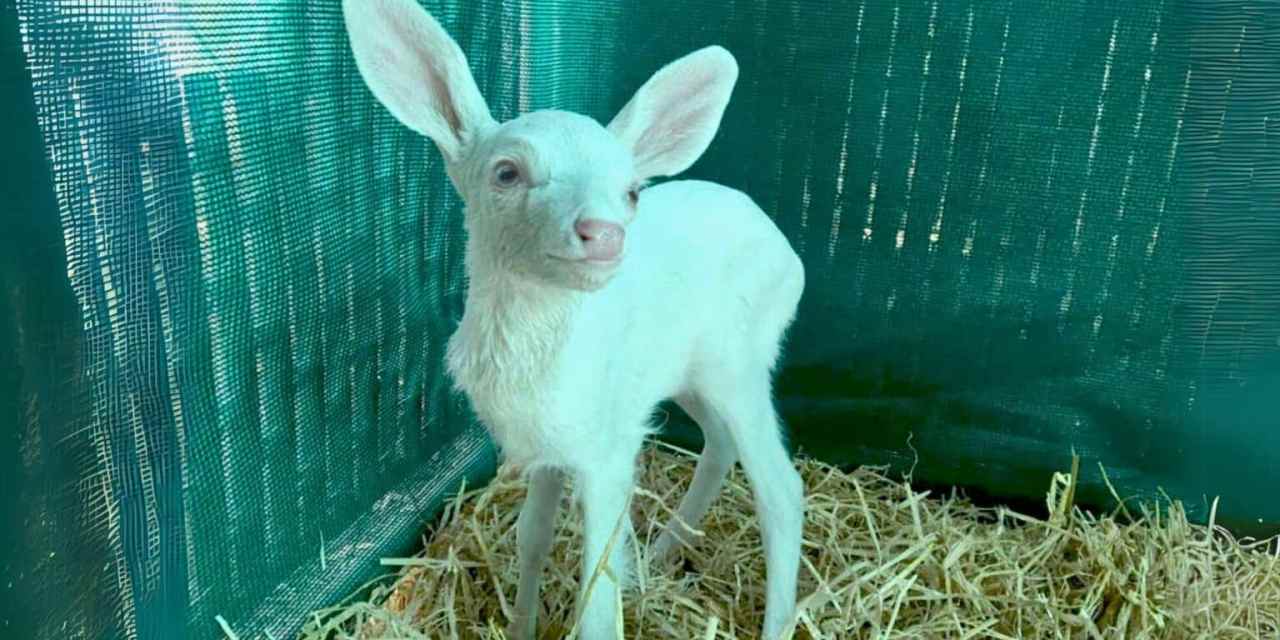 Man Thought He Was Saving a Stray Sheep—But This Rare Creature Chnature