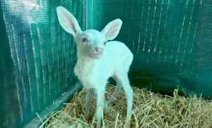 Man Thought He Was Saving a Stray Sheep—But This Rare Creature Chnature 1