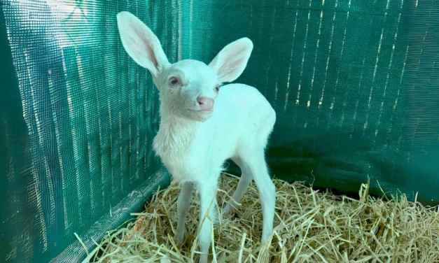 Man Thought He Was Saving a Stray Sheep—But This Rare Creature Chnature
