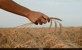 Microplastics Choking Plant Life Could Put 400 Million People At Risk of Starvation In 20 Years: Study