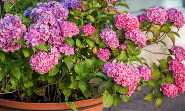 Best Plants For Container Gardening: Try These 10 Easy Ornamental And Edible Options For Pots