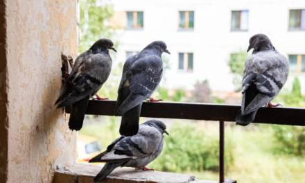Five Plants That Can Keep Pigeons Away from Your Balcony