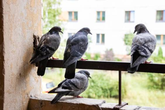 Five Plants That Can Keep Pigeons Away from Your Balcony
