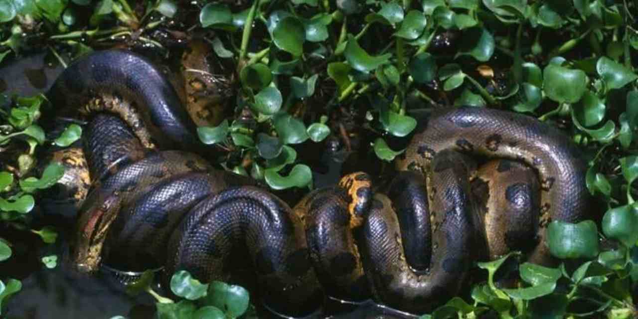 Scientists Stumble Upon the Largest Anaconda Ever Found in the Amazon on the Set of Will Smith’s Show