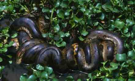 Scientists Stumble Upon the Largest Anaconda Ever Found in the Amazon on the Set of Will Smith’s Show