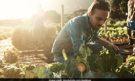 10 Healthiest Edible Plants You Can Easily Grow In Your Kitchen Garden