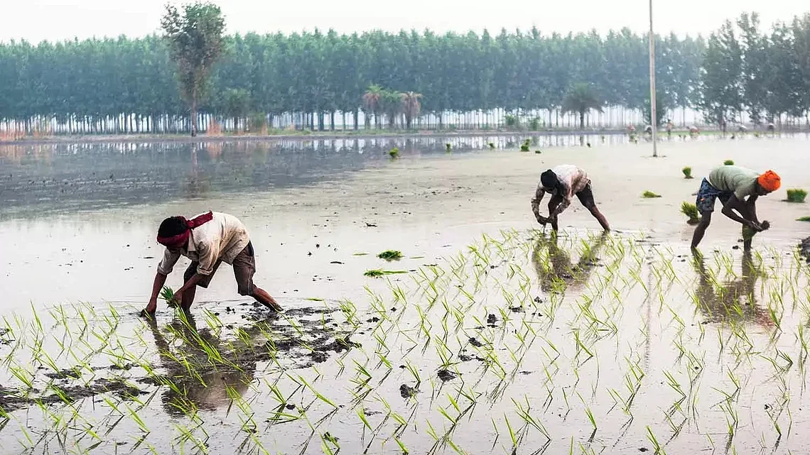 ‘All I see is darkness’: How Punjab’s basmati exports are worsening its groundwater crisis