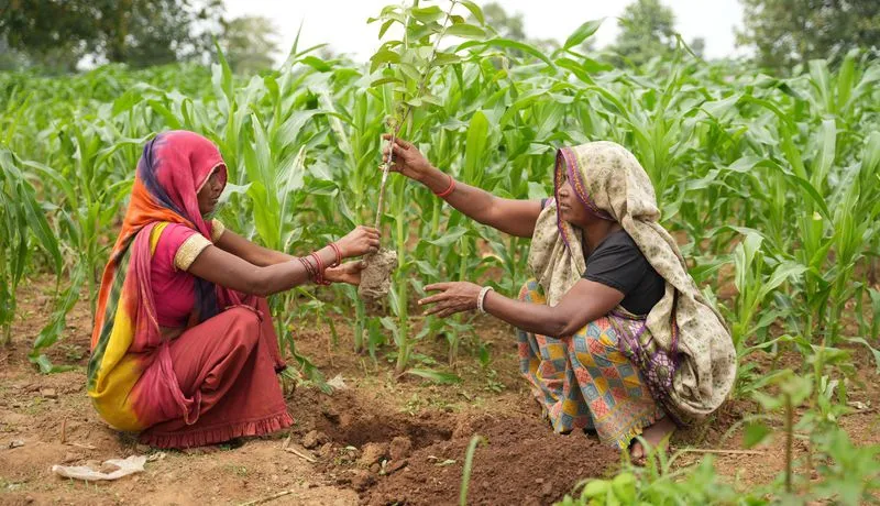 Microsoft Inks 30-Year Carbon Credit Deal With Afforestation Project In India