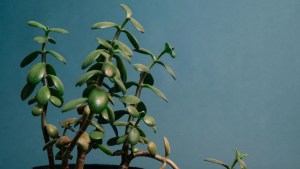 8 Plants That Heal Your Home, Remove Stagnant Energy and Restore Good Luck 1