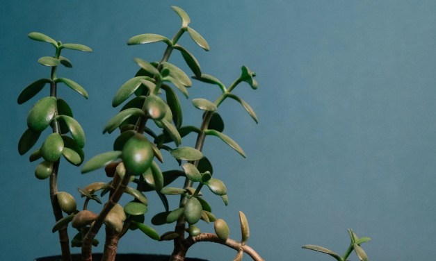 8 Plants That Heal Your Home, Remove Stagnant Energy and Restore Good Luck