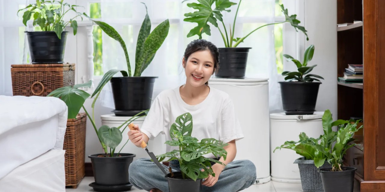 20 indoor plants that purify the air and refresh the space – let your home and soul breathe!