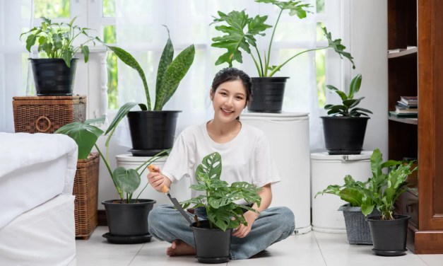 20 indoor plants that purify the air and refresh the space – let your home and soul breathe!