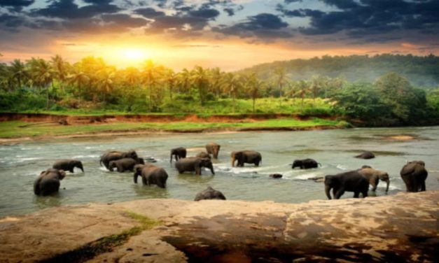 Underrated Wildlife Sanctuaries in India That Need to be on Your 2025 Bucket List