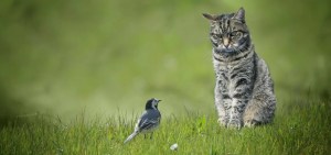 First Introduced To Australia In 1788, This Invasive Species Now Kills Over A Million Birds A Day 1 First Introduced To Australia In 1788, This Invasive Species Now Kills Over A Million Birds A Day 1