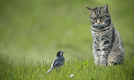 First Introduced To Australia In 1788, This Invasive Species Now Kills Over A Million Birds A Day