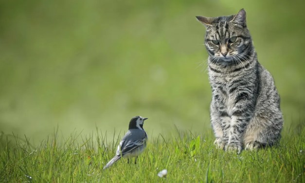 First Introduced To Australia In 1788, This Invasive Species Now Kills Over A Million Birds A Day