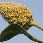 Beyond the hype, millet cultivation is a challenge