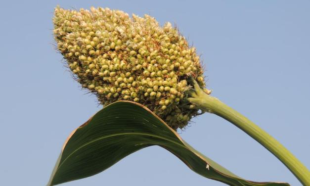 Beyond the hype, millet cultivation is a challenge