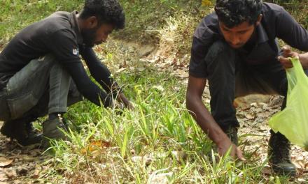 How coffee agrofarms can support forest conservation