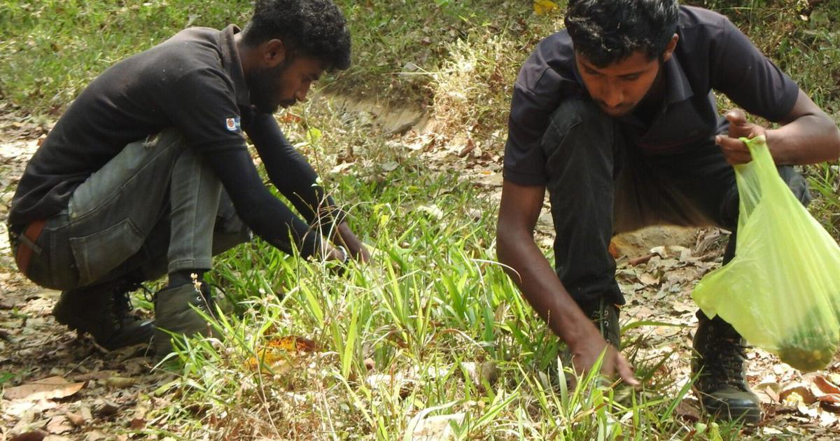 How coffee agrofarms can support forest conservation