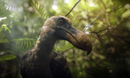 The dodo is coming back!