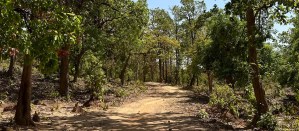 Tree census: How is India counting its trees? 1 Tree census: How is India counting its trees? 1