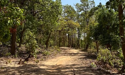 Tree census: How is India counting its trees?