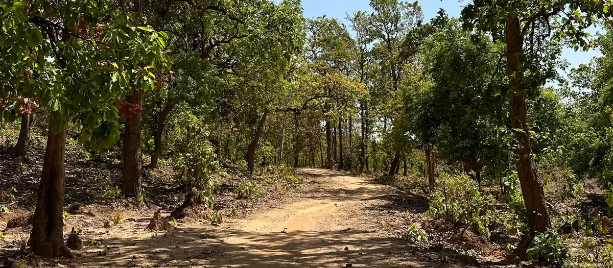 Tree census: How is India counting its trees?