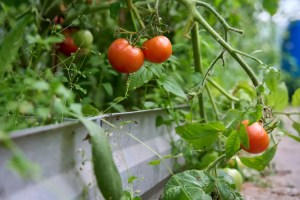 Should You Grow Tomatoes in Pots or in the Ground? We Asked Gardeners and They All Agreed 1