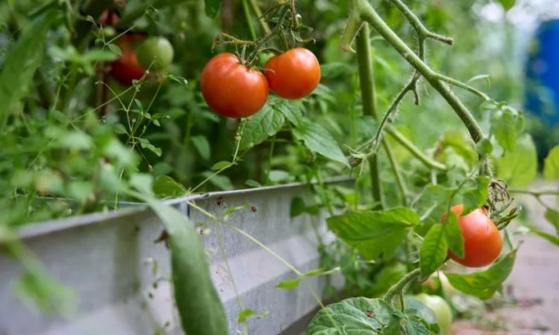 Should You Grow Tomatoes in Pots or in the Ground? We Asked Gardeners and They All Agreed