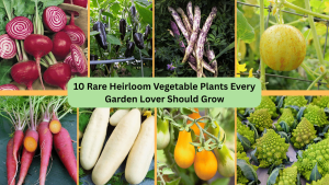 10 Rare Heirloom Vegetable Plants Every Garden Lover Should Grow 1