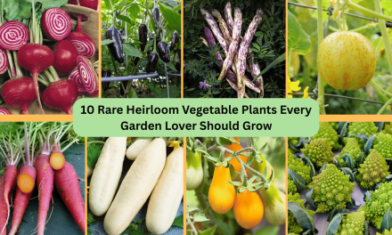 10 Rare Heirloom Vegetable Plants Every Garden Lover Should Grow