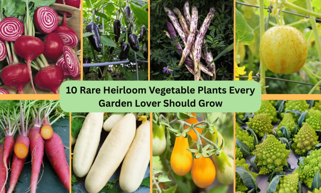 10 Rare Heirloom Vegetable Plants Every Garden Lover Should Grow