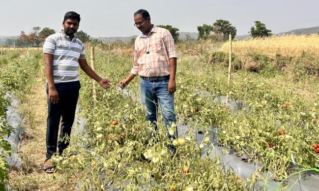 Sustainable farming: Pests drop to zero in chilli, tomato crops after adoption of biocontrol agents