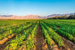 Top 5 Sustainable Agricultural Innovations in 2025 1 Top 5 Sustainable Agricultural Innovations in 2025 1