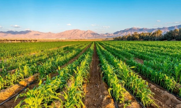 Top 5 Sustainable Agricultural Innovations in 2025