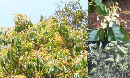 Mapping hope: Scientists identify key habitats to save Meghalaya’s rare tree