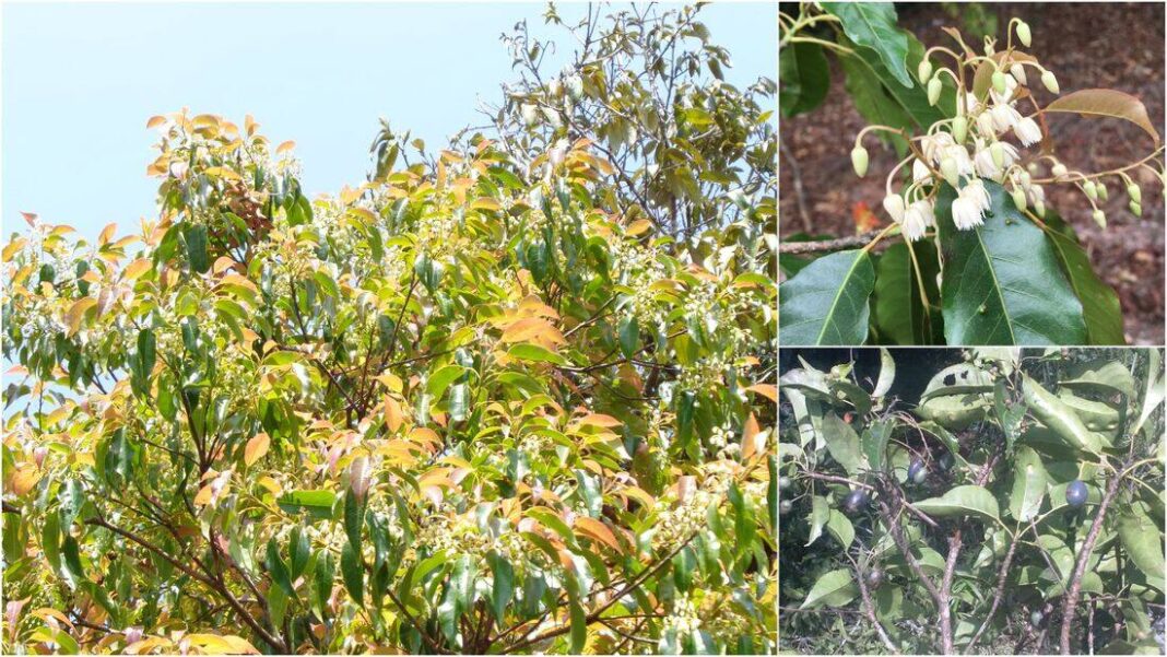 Mapping hope: Scientists identify key habitats to save Meghalaya’s rare tree