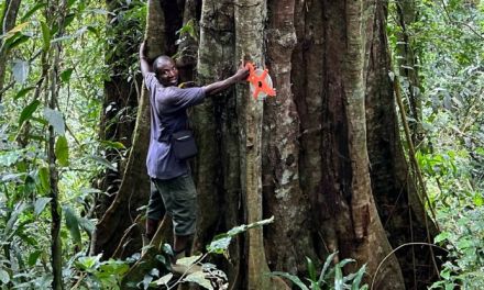 Huge Trees Hiding in Plain Sight May Be a Species Totally New to Science