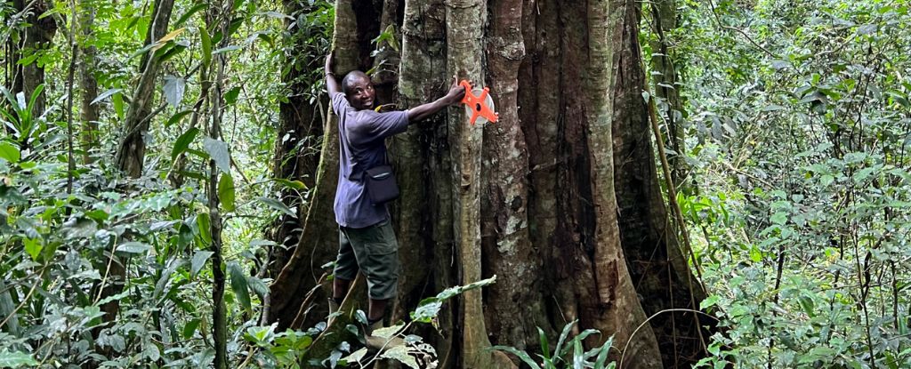 Huge Trees Hiding in Plain Sight May Be a Species Totally New to Science